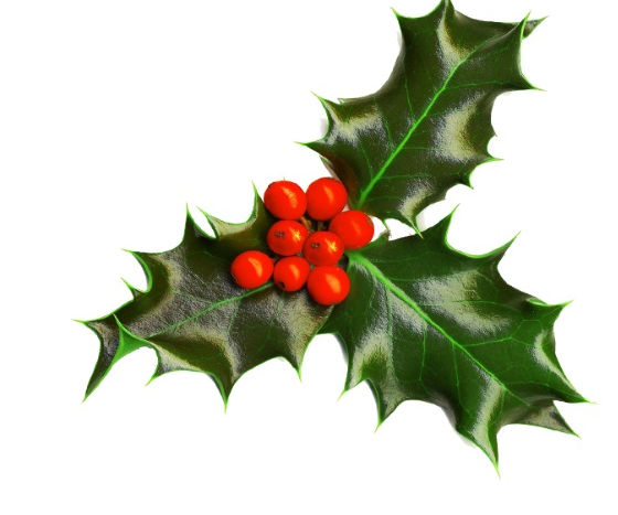 holly-transparent-background.png